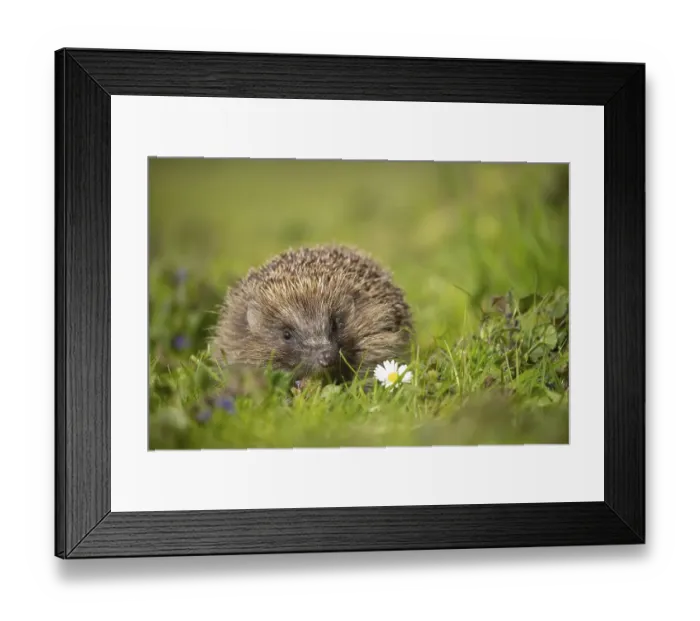 Framed Print : European hedgehog (Erinaceus europaeus) adult walking in a meadow with Spring flowers