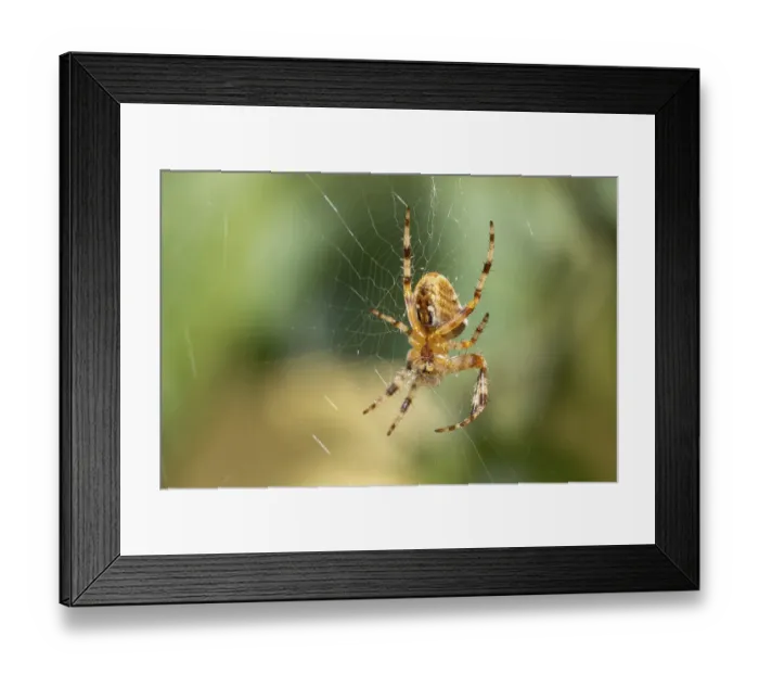 Framed Print : European garden spider (Araneus diadematus), lower view, sitting in web, Ternitz, Lower Austria, Austria, Europe Framed Print : European garden spider (Araneus diadematus), lower view, sitting in web, Ternitz, Lower Austria, Austria, Europe