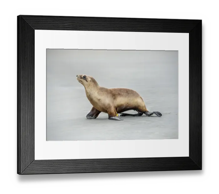 Framed Print : New Zealand sea lion (Phocarctos hookeri) sitting on the beach, Sandfly Bay, Dunedin, Otago Peninsula, South Island, New Zealand, Oceania