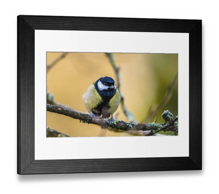 Framed Print : Great Tit (Parus major) in winter time Framed Print : Great Tit (Parus major) in winter time