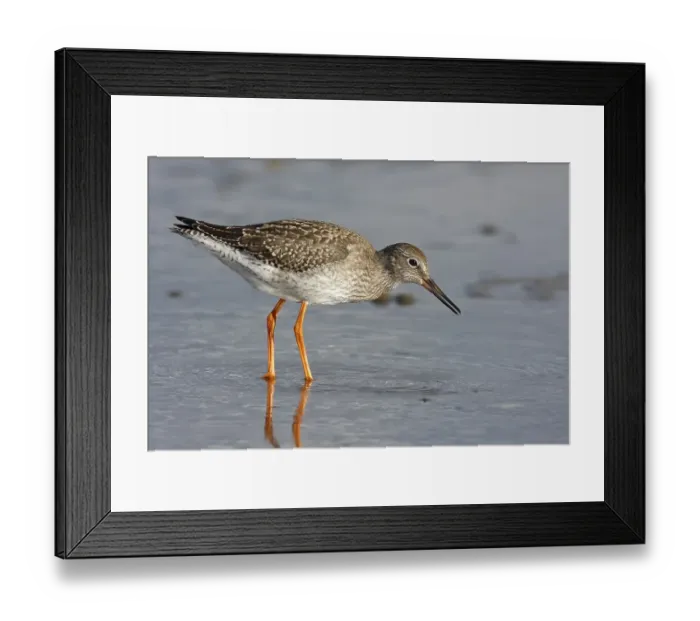 Framed Print : Common Redshank (Tringa totanus) foraging in the mudflats during the autumn migration