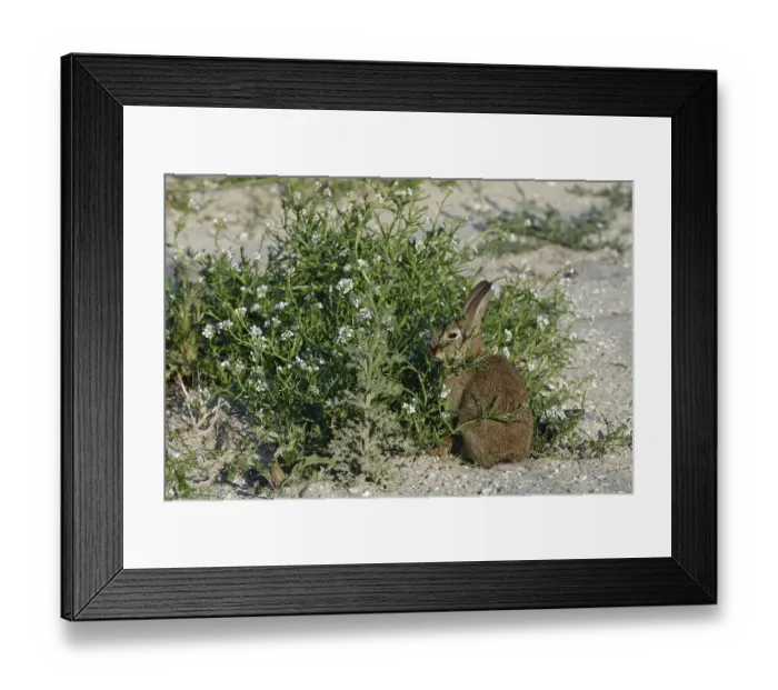Framed Print : Feral Domestic Rabbit (Oryctolagus cuniculus forma domestica) Framed Print : Feral Domestic Rabbit (Oryctolagus cuniculus forma domestica)