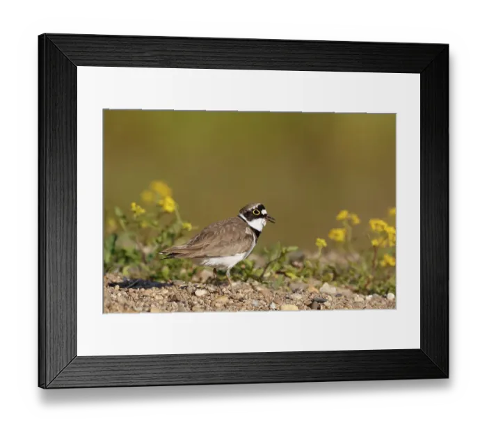 Framed Print : Little ringed plover (Charadrius dubius)