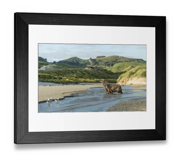 Framed Print : New Zealand sea lion (Phocarctos hookeri)