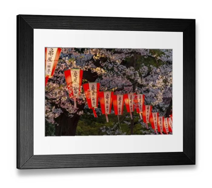 Framed Print : Glowing lanterns in blossoming cherry trees at Hanami Festival in spring