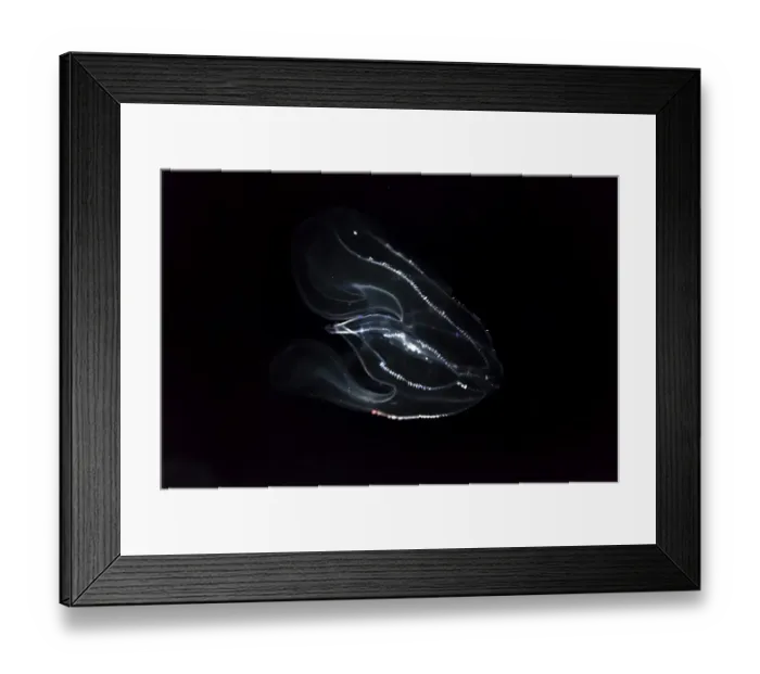 Framed Print : Deep sea jellyfish with bioluminescence Framed Print : Deep sea jellyfish with bioluminescence