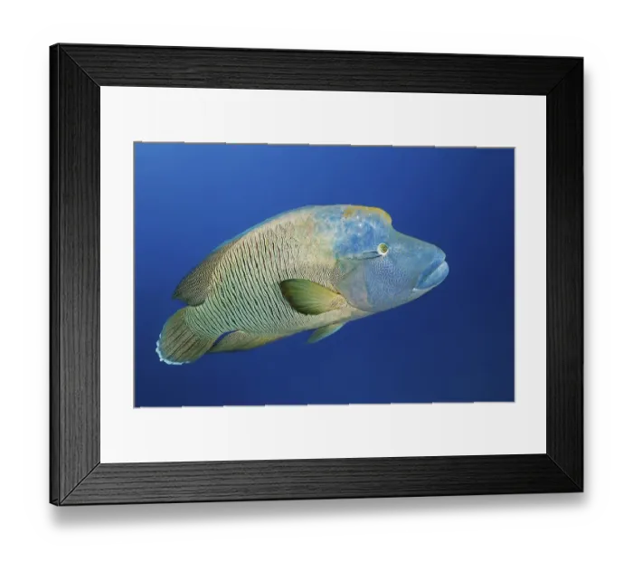 Framed Print : Adult Humphead Wrasse (Cheilinus undulatus) Framed Print : Adult Humphead Wrasse (Cheilinus undulatus)