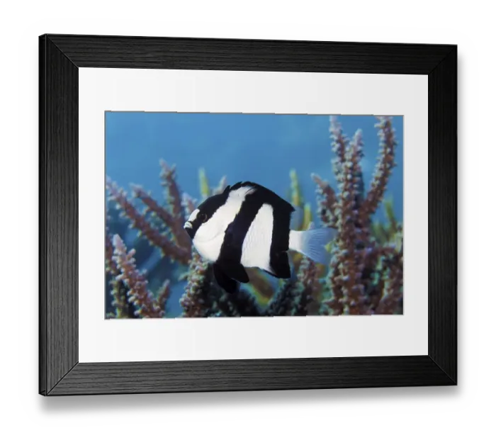 Framed Print : Whitetail Dascyllus (Dascyllus aruanus) off Agropora Coral (Agropora sp)