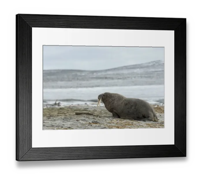 Framed Print : Walrus (Odobenus rosmarus) on a beach Framed Print : Walrus (Odobenus rosmarus) on a beach