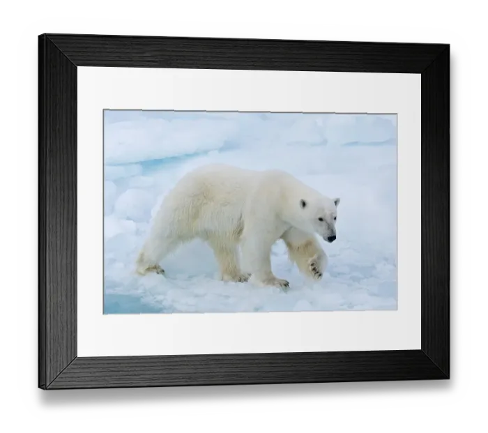 Framed Print : Polar bear (Ursus maritimus) walking on pack-ice Framed Print : Polar bear (Ursus maritimus) walking on pack-ice