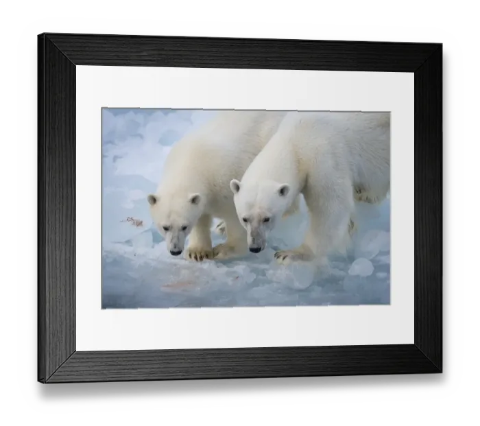 Framed Print : Polar bears (Ursus maritimus) on the pack ice at 82 degrees north Framed Print : Polar bears (Ursus maritimus) on the pack ice at 82 degrees north