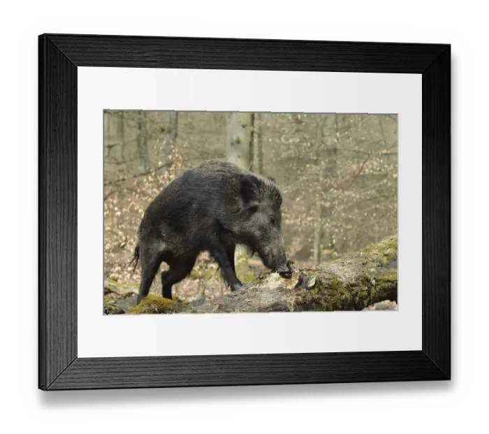 Framed Print : Wild boar (Sus scrofa) foraging at a rotten tree trunk, captive, North Rhine-Westphalia, Germany, Europe