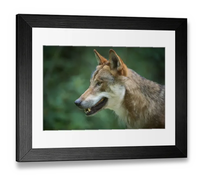 Framed Print : European gray wolf (Canis lupus)
