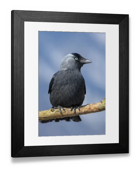 Framed Print : Western jackdaw (Corvus monedula) sits on a branch Framed Print : Western jackdaw (Corvus monedula) sits on a branch