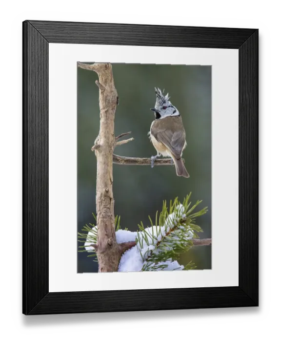 Framed Print : Crested tit (Parus cristatus), sitting on a branch in winter, Terfens, Tyrol, Austria, Europe