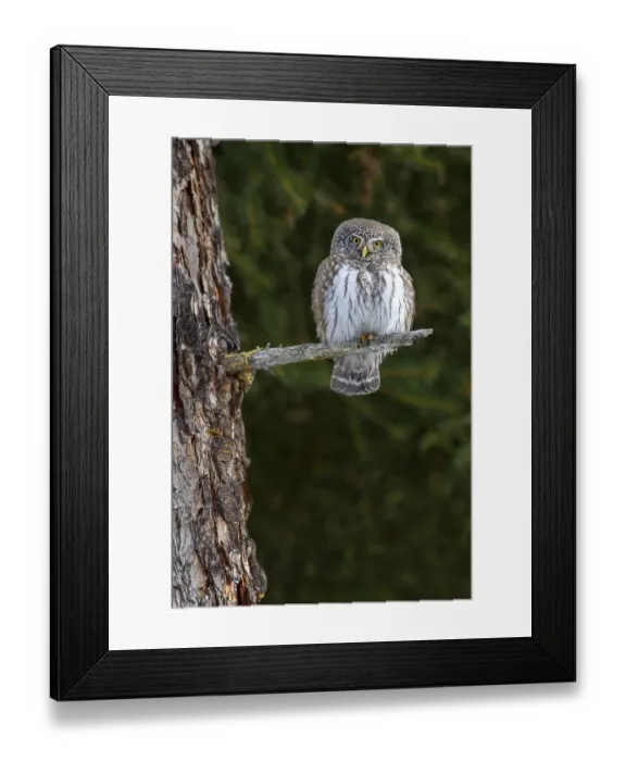 Framed Print : Pygmy Owl (Glaucicium passerinum), sitting on the branch of a tree, Pillberg, Tyrol, Austria, Europe