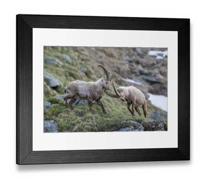 Framed Print : Alpine ibex (Capra ibex), also steinbock or Ibex, fighting for rank, High Tauern National Park, Carinthia, Austria, Europe Framed Print : Alpine ibex (Capra ibex), also steinbock or Ibex, fighting for rank, High Tauern National Park, Carinthia, Austria, Europe