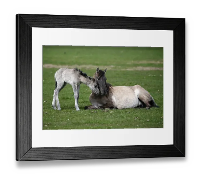 Framed Print : Duelmen pony, mother and foal, Dulmen Framed Print : Duelmen pony, mother and foal, Dulmen