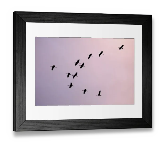 Framed Print : Common cranee (Grus grus) in formation flight, Zingst, National Park Vorpommersche Boddenlandschaft, Mecklenburg-Western Pomerania, Germany, Europe