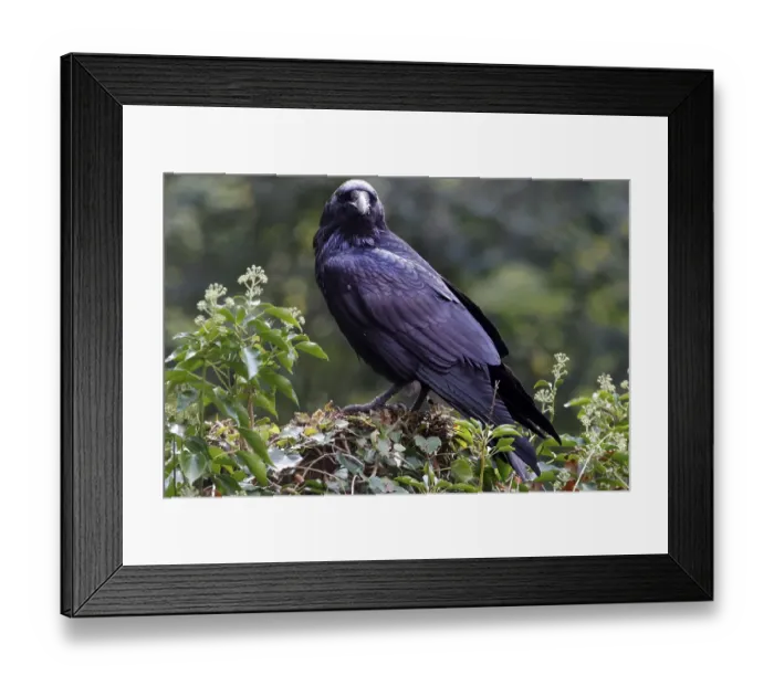Framed Print : Common raven (Corvus corax), animal portrait