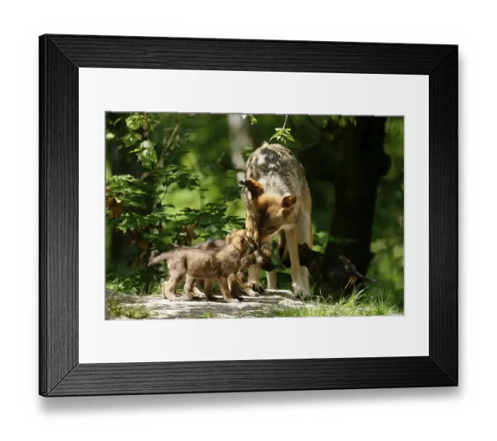 Framed Print : European gray wolf (Canis lupus) alpha wolf with pups