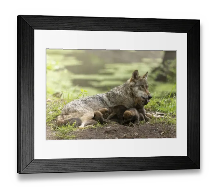 Framed Print : A mother wolf lovingly cares for her pups in the forest as they rest on the ground