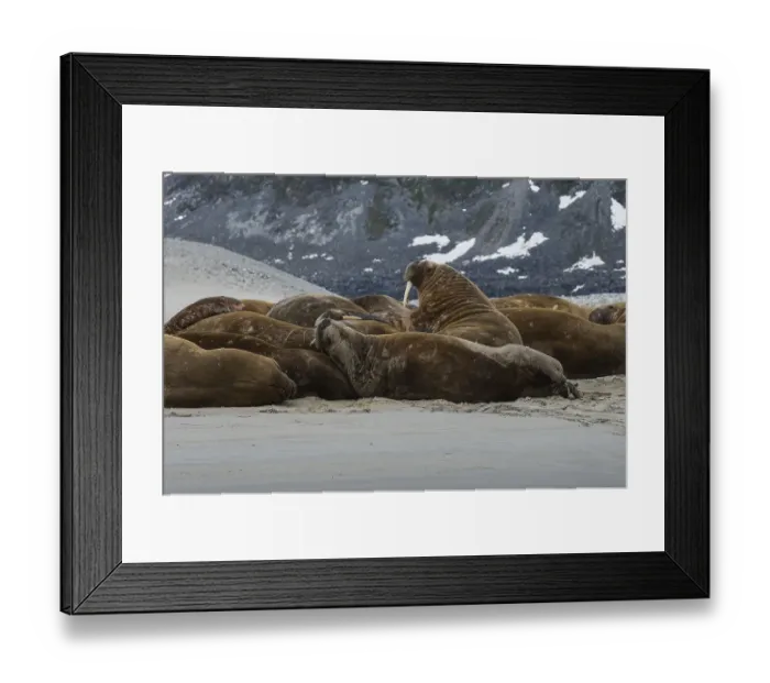 Framed Print : Walruses (Odobenus rosmarus), colony Framed Print : Walruses (Odobenus rosmarus), colony