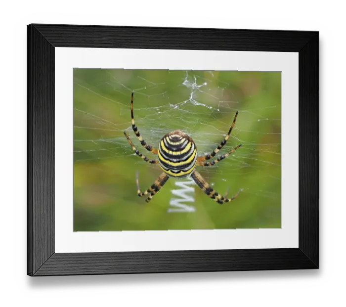 Framed Print : Wasp spider (Argiope bruennichi) with typical zigzag in the catching net Framed Print : Wasp spider (Argiope bruennichi) with typical zigzag in the catching net