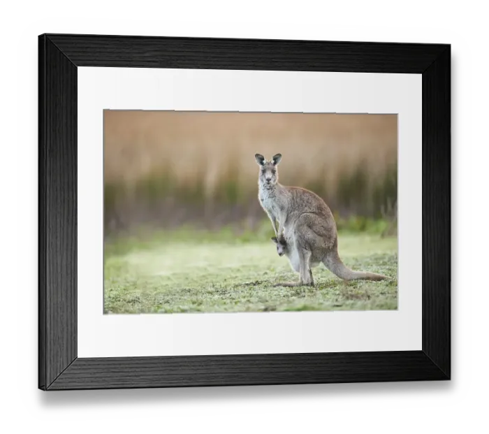 Framed Print : Eastern grey kangaroos (Macropus giganteus) with young on a meadow Framed Print : Eastern grey kangaroos (Macropus giganteus) with young on a meadow