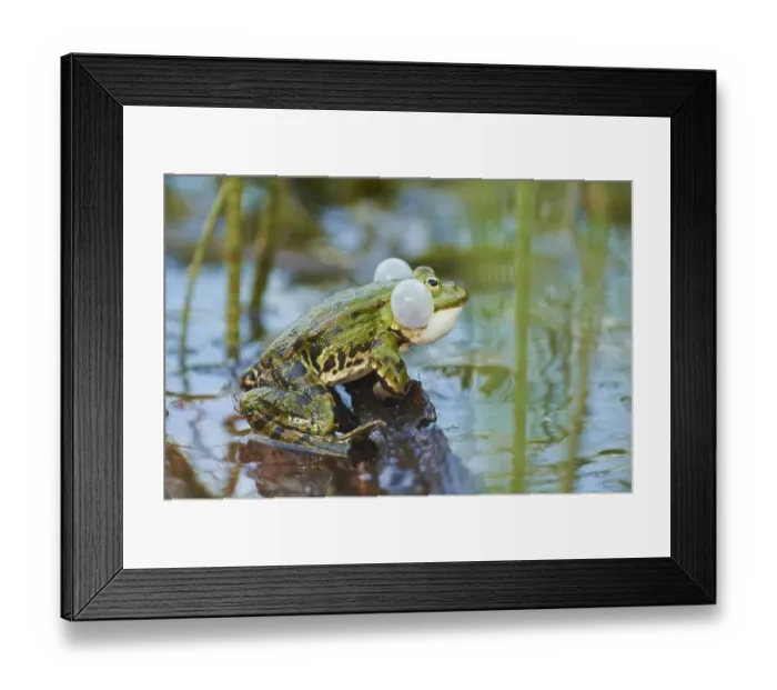 Framed Print : Edible frog (Pelophylax esculentus)