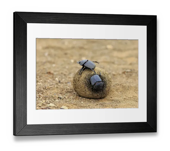 Framed Print : Dung beetle (Scarabaeus sacer)