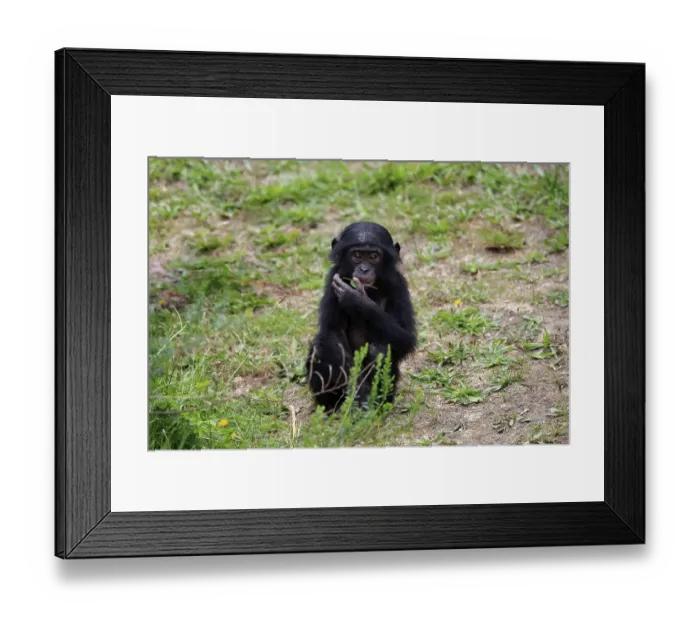 Framed Print : Bonobo, pygmy chimpanzee (Pan Paniscus)