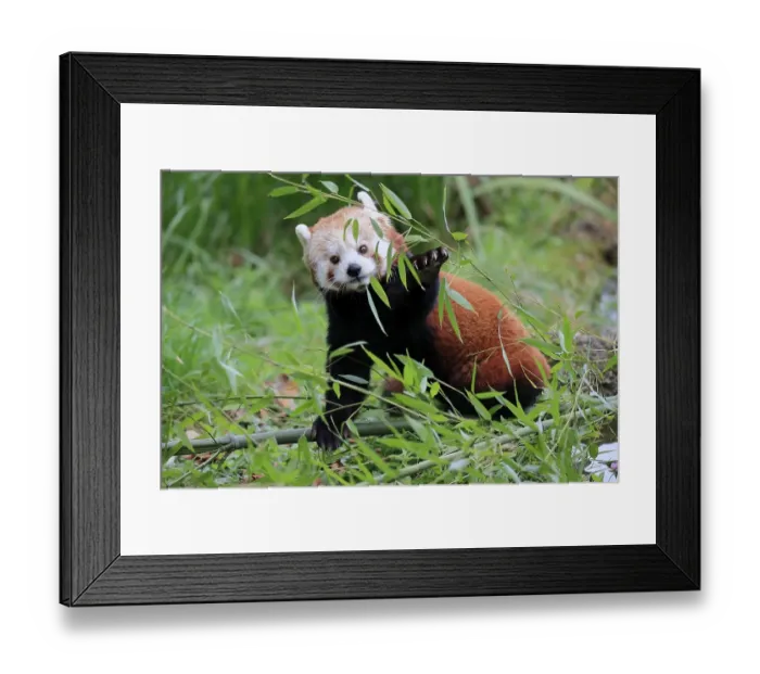 Framed Print : Western lesser panda, Ailurus fulgens)