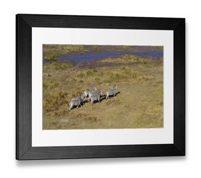 Framed Print : Burchell's Zebras (Equus quagga burchelli)