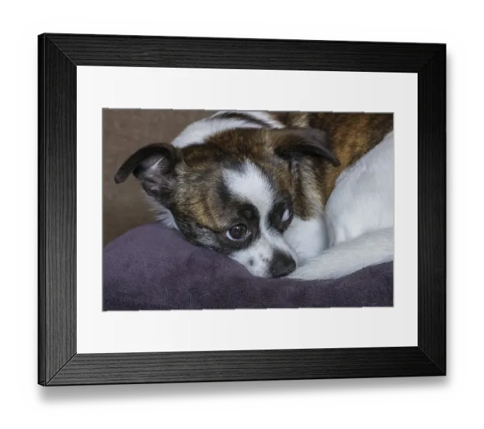 Framed Print : Small Chihuahua dog, resting, Germany, Europe