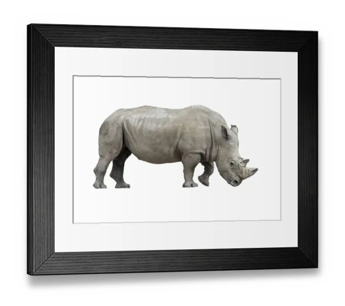 Framed Print : White rhinoceros (Ceratotherium simum)