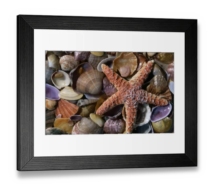 Framed Print : Ochre Starfish and several kinds of mussels  /  (Pisaster ochraceus)
