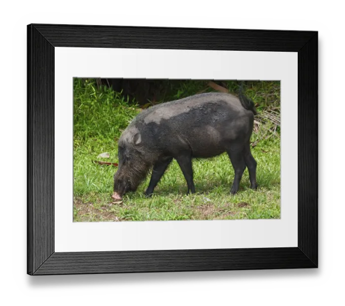 Framed Print : Bornean bearded pig (Sus barbatus)