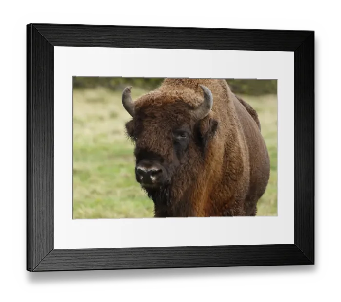 Framed Print : Bison, European bison (Bison bonasus) bull