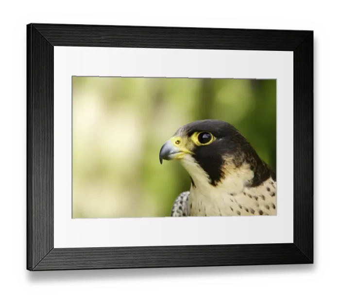 Framed Print : Portrait of a Peregrine Falcon (Falco peregrinus) Framed Print : Portrait of a Peregrine Falcon (Falco peregrinus)