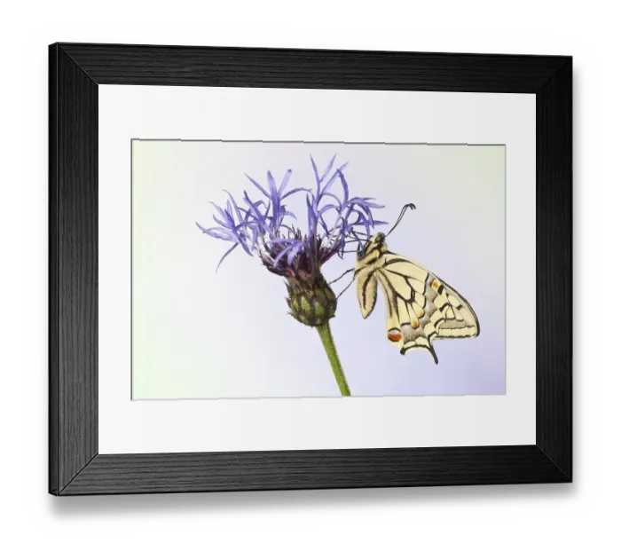 Framed Print : Old World Swallowtail (Papilio machaon) butterfly on a cornflower