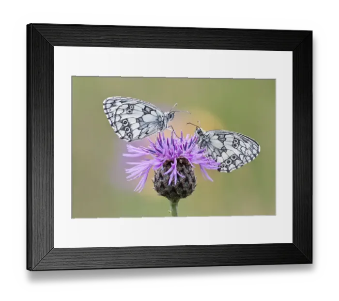 Framed Print : Two Marbled White Butterflies (Melanargia galathea) on Brownray Knapweed (Centaurea jacea), North Hesse, Hesse, Germany, Europe