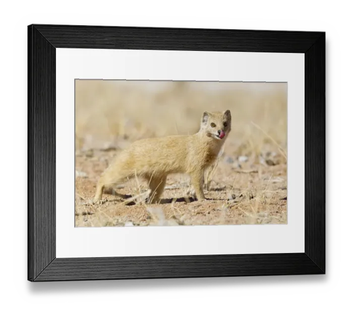 Framed Print : Yellow Mongoose (Cynictis penicillata)