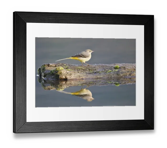 Framed Print : Grey Wagtail (Motacilla cinerea) perched on dead wood reflected in the water