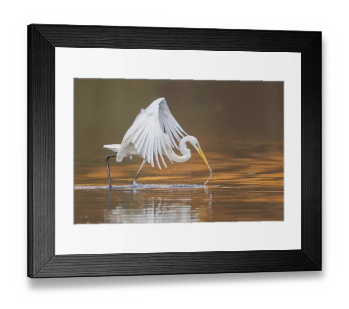 Framed Print : Great Egret or Great White Heron (Ardea alba) catching fish