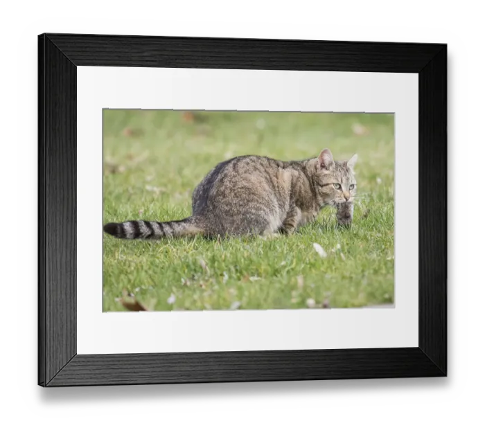 Framed Print : Domestic cat (Felis silvestris catus) with mouse prey