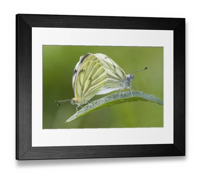 Framed Print : Green-veined whites (Pieris napi)