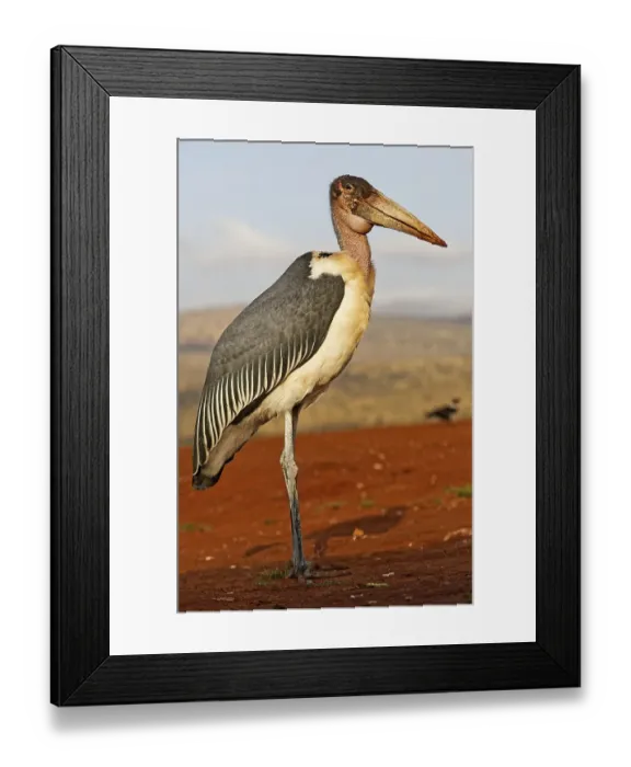 Framed Print : Marabou stork (Leptoptilos crumeniferus)