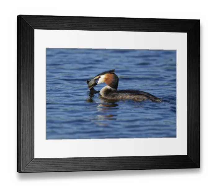 Framed Print : Floating Great crested grebe (Podiceps cristatus) with prey fish