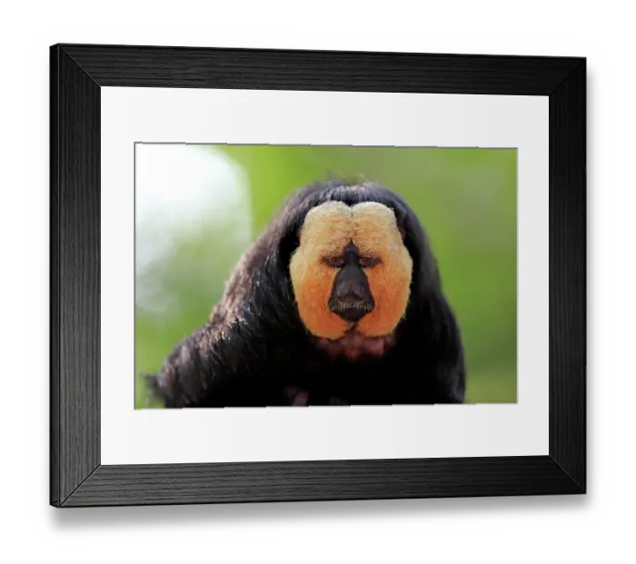 Framed Print : White-faced saki (Pithecia pithecia), adult, male, animal portrait Framed Print : White-faced saki (Pithecia pithecia), adult, male, animal portrait